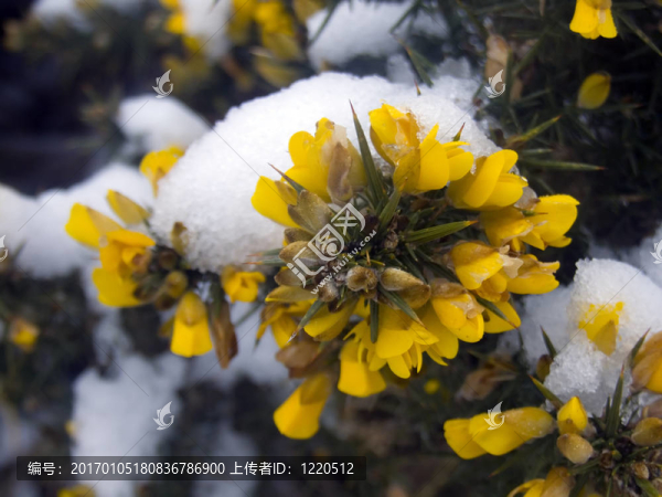 Gorse的花與雪