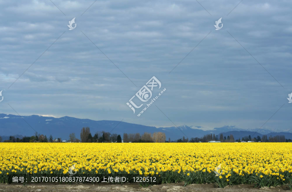 黃水仙