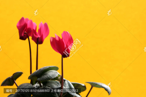 仙客來