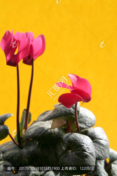 仙客來(lái)