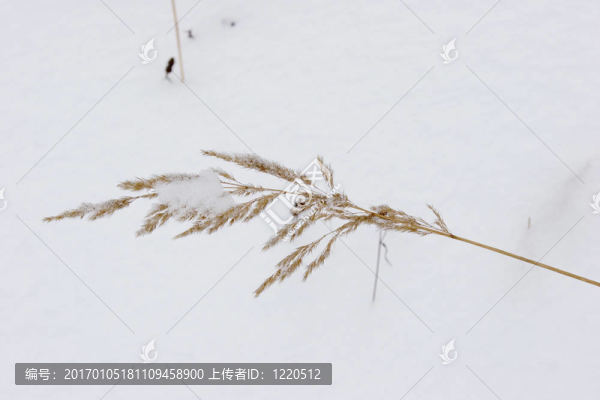 雪下的死草
