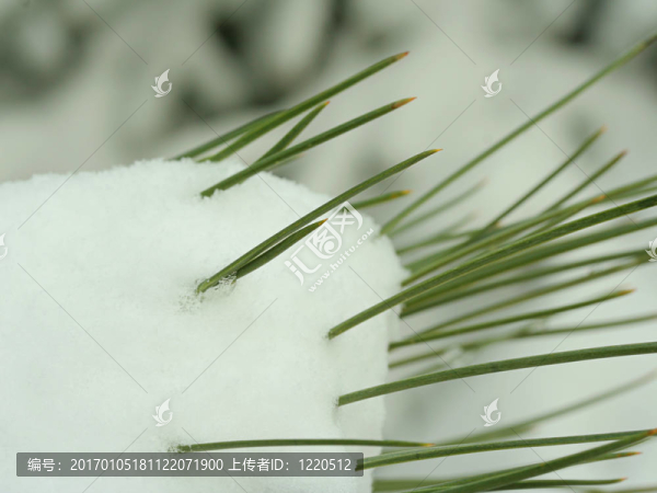 雪中的松樹針
