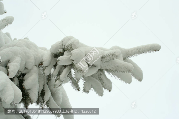 白雪覆蓋的云杉