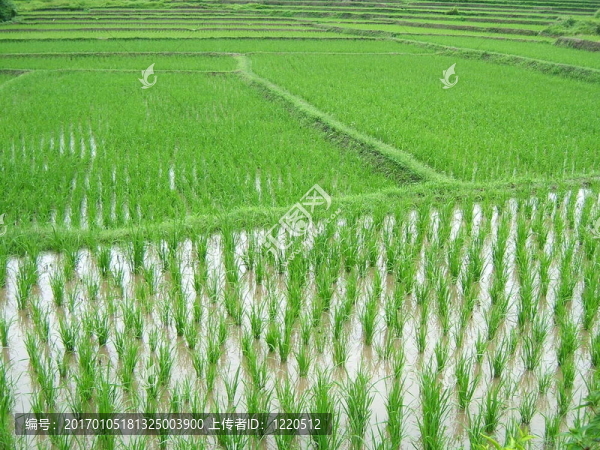 Rice種植園