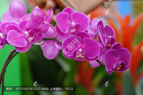 蝴蝶蘭花