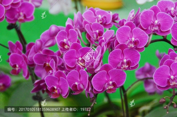 蝴蝶蘭花