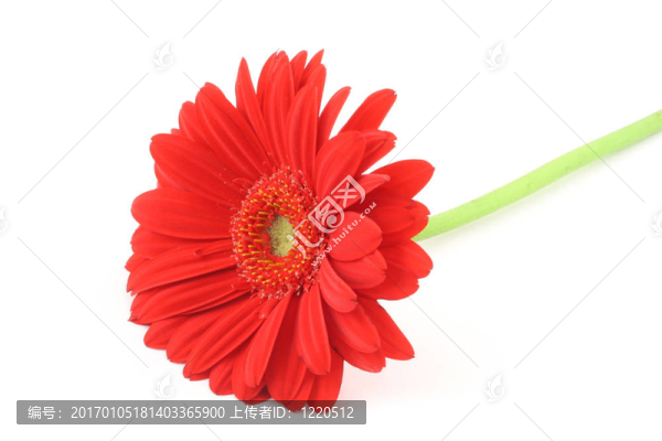 孤獨(dú)的鮮花