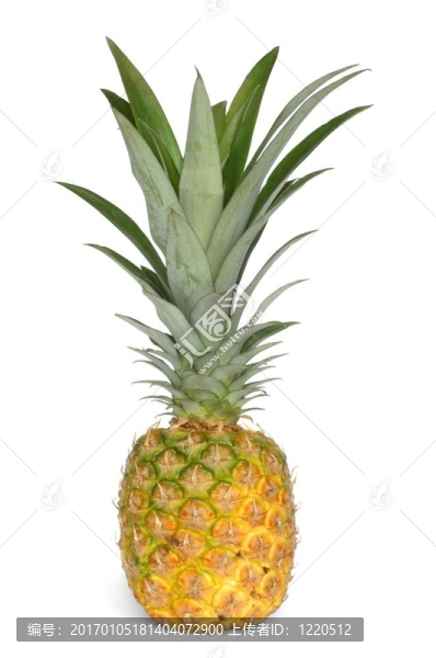 菠蘿