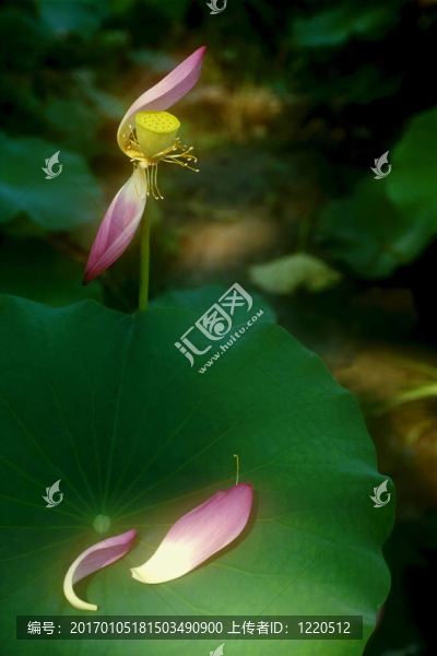 蓮花