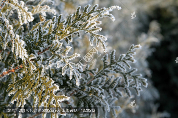 雪松枝