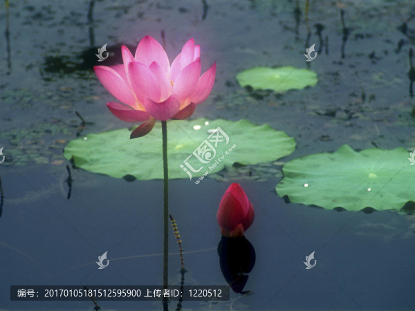 蓮花