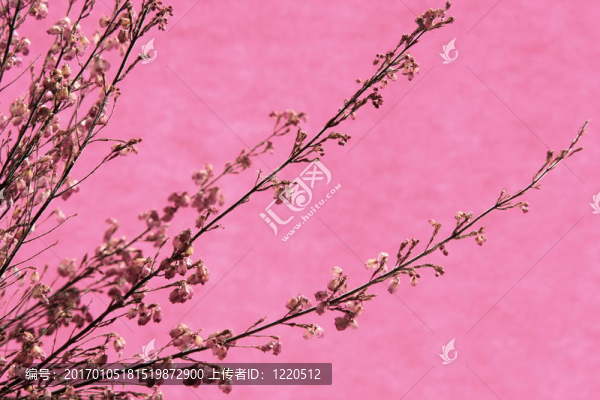 希瑟