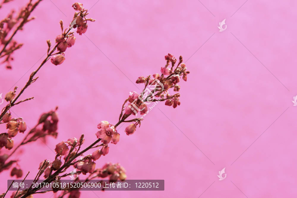希瑟
