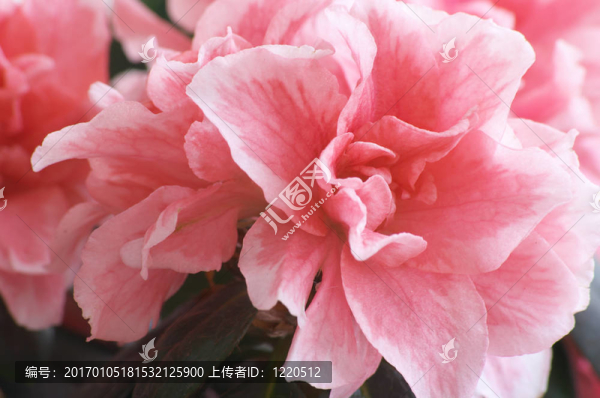 花杜鵑