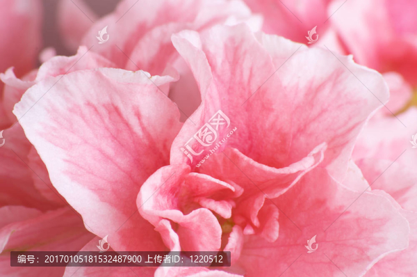 杜鵑花