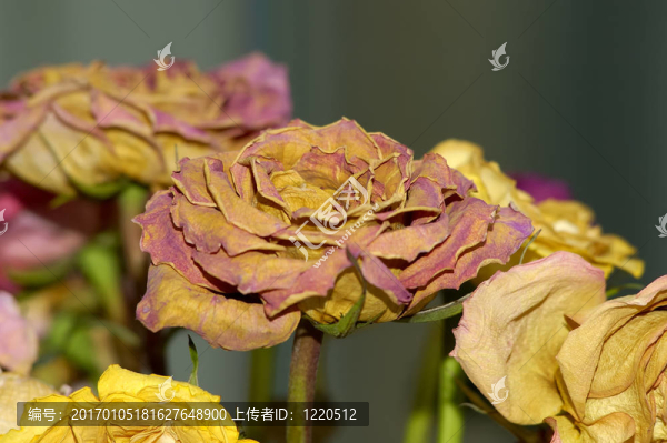 干燥花