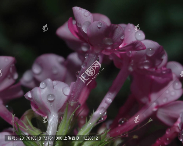 滴甜蜜的火箭