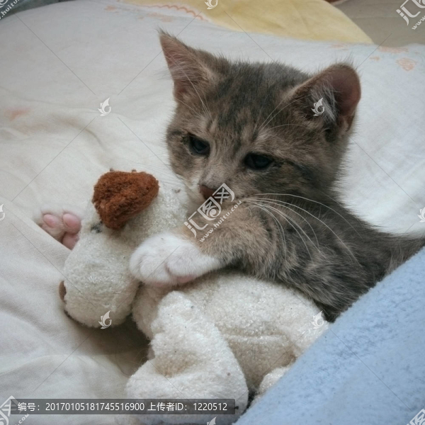 小貓