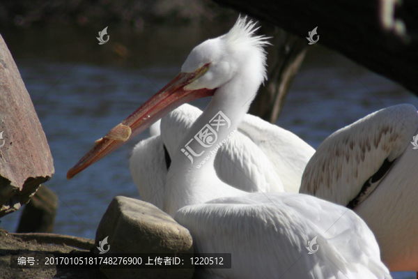 鵜鶘