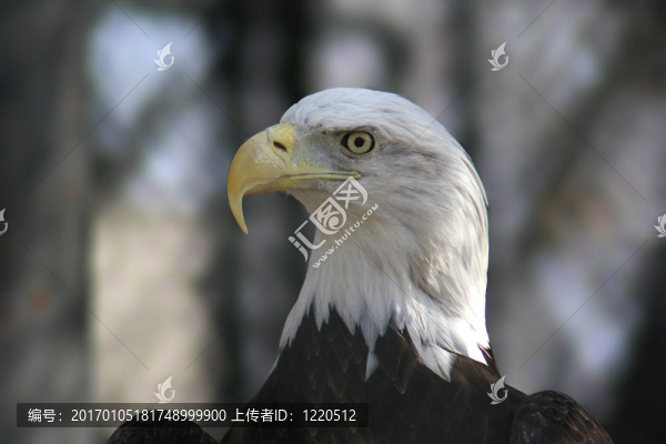 鷹