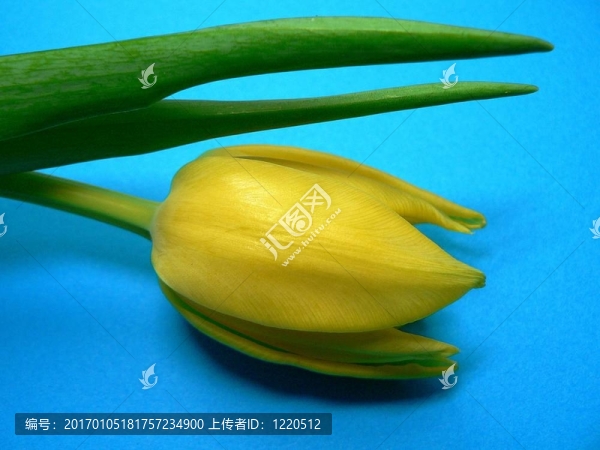 郁金香