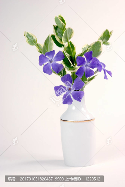 畫花還生活