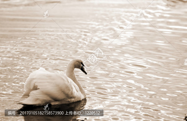 swan13