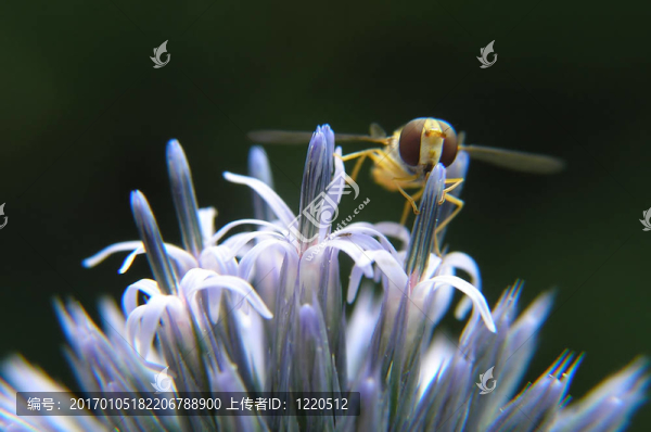 花與蜜蜂