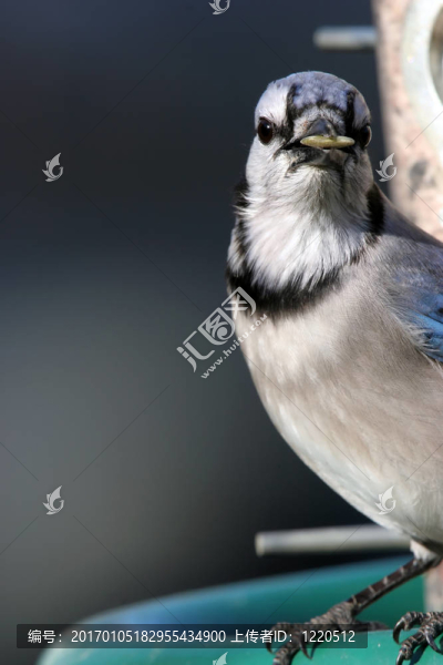 向日葵在喙藍(lán)鳥