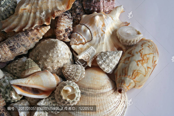 海貝殼