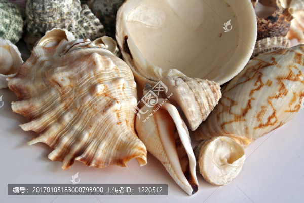 海貝殼