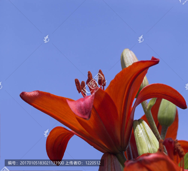 百合花