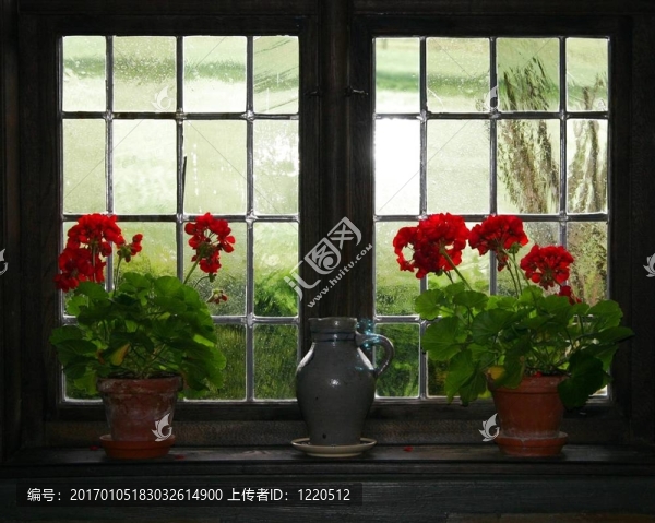 Geraniums和水壺