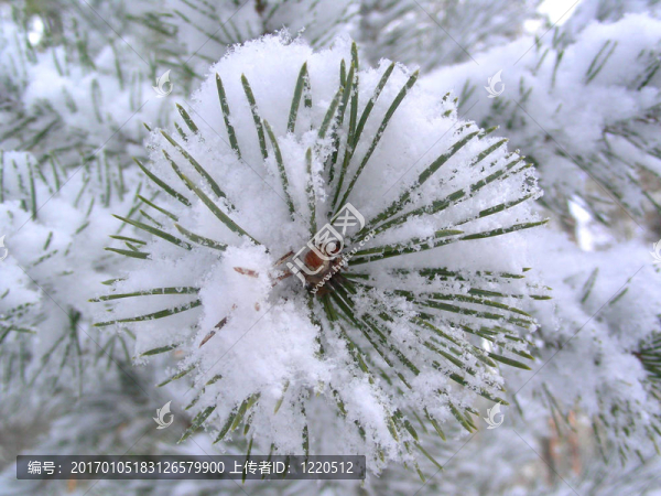 支松-匯圖網(wǎng) www.fosd68.com 支松