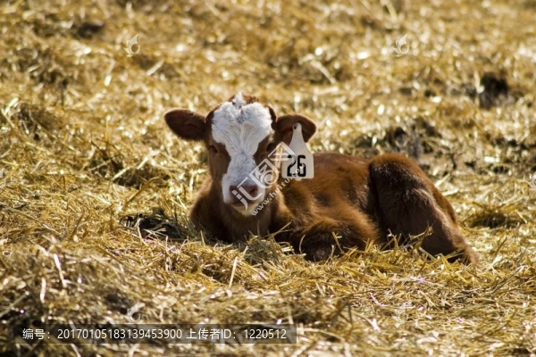 好奇的小牛-匯圖網(wǎng) www.fosd68.com 好奇的小牛