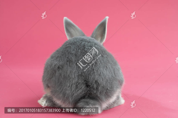 兔背