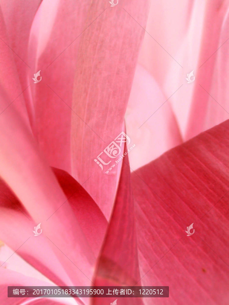 抽象花
