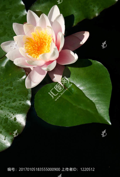 睡蓮的心