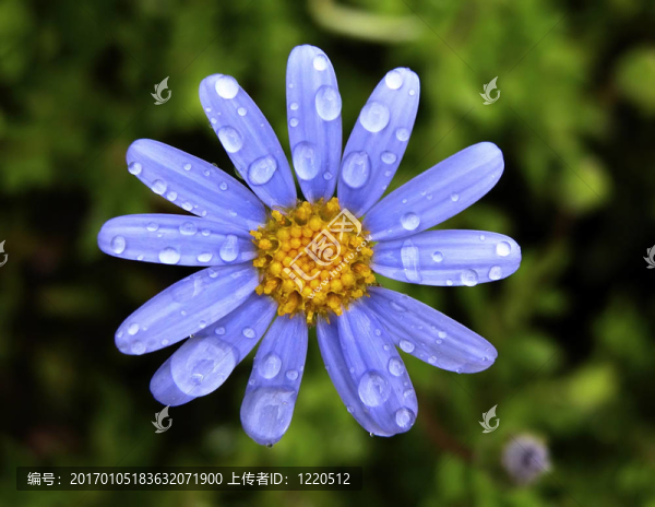 春天的花朵
