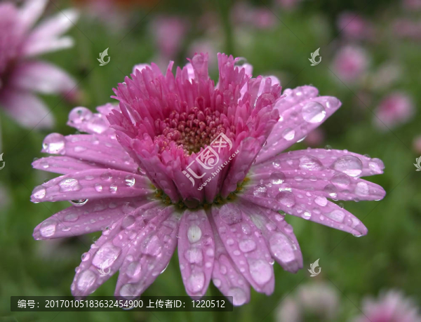 春天的花朵