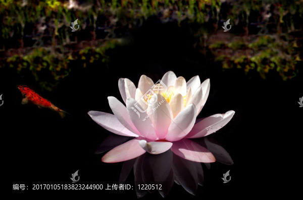 睡蓮池
