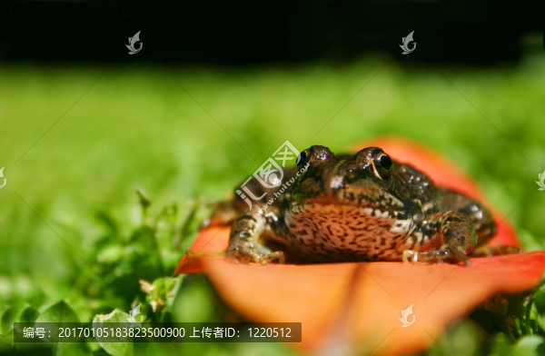 青蛙在葉