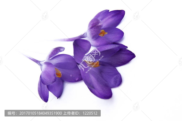 番紅花