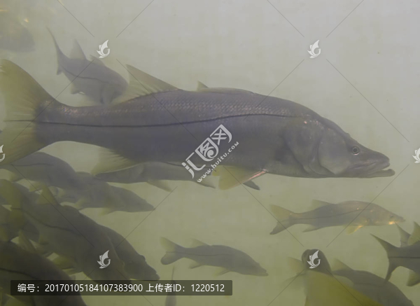 斯努克