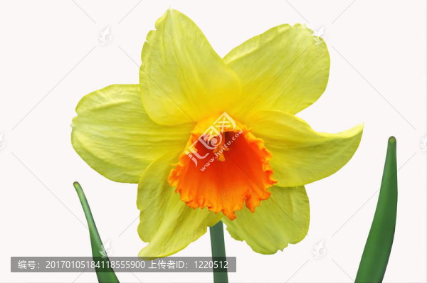 水仙花2
