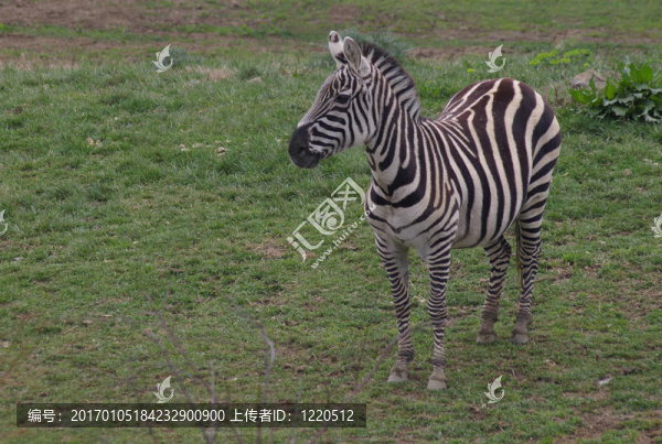 斑馬