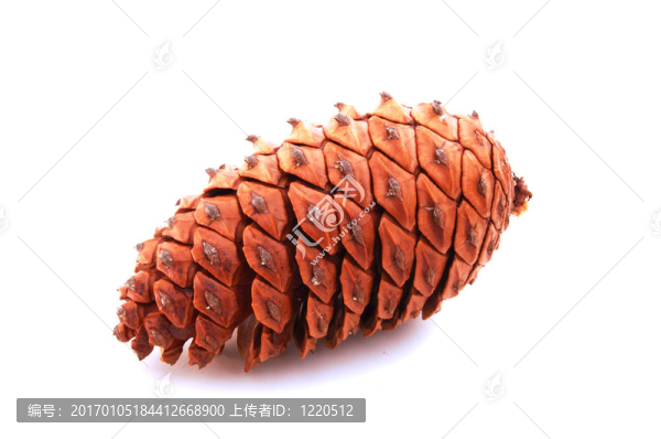松樹的球果