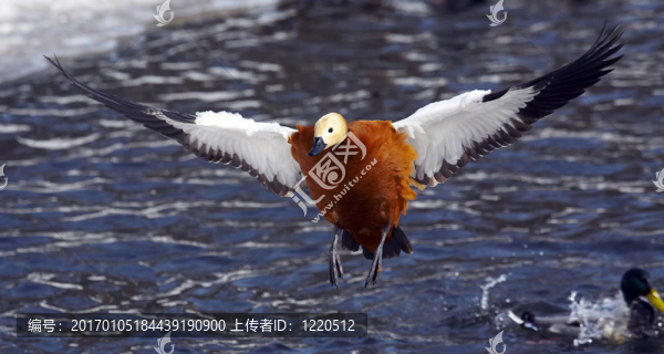 鴨
