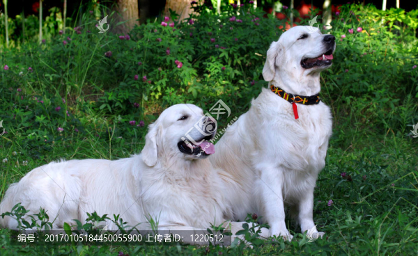 狗