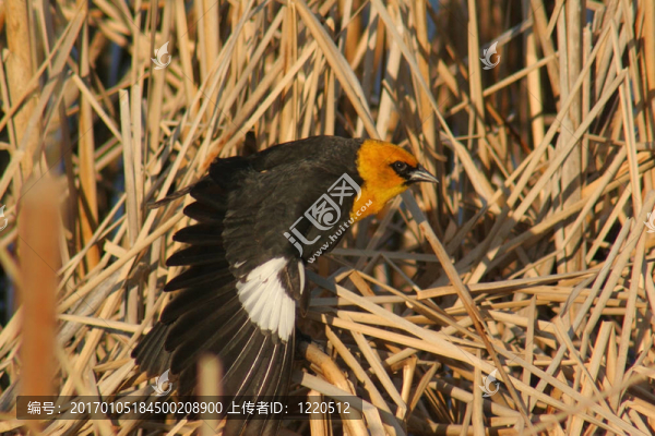 黃頭blackb